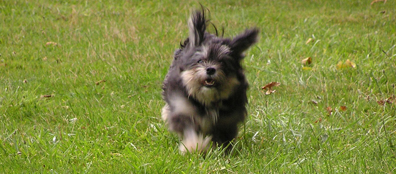 Ebi running